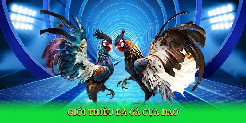 Giới thiệu Đá gà cựa dao