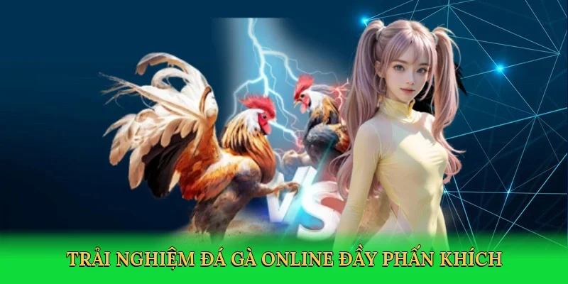 Trải nghiệm đá gà online đầy phấn khích