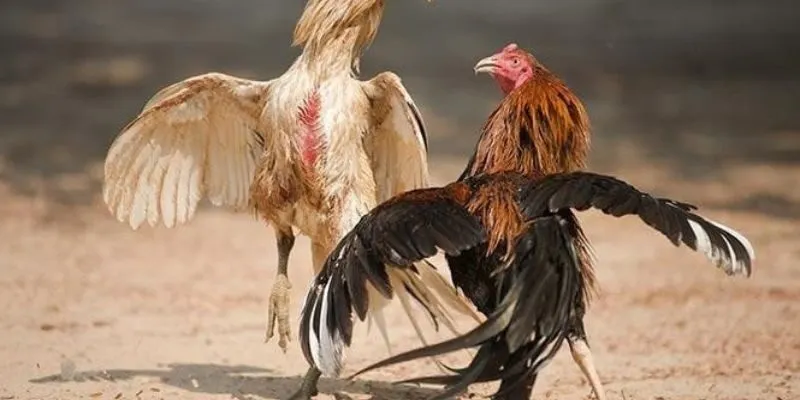 Mẹo đá gà cựa dao hữu hiệu